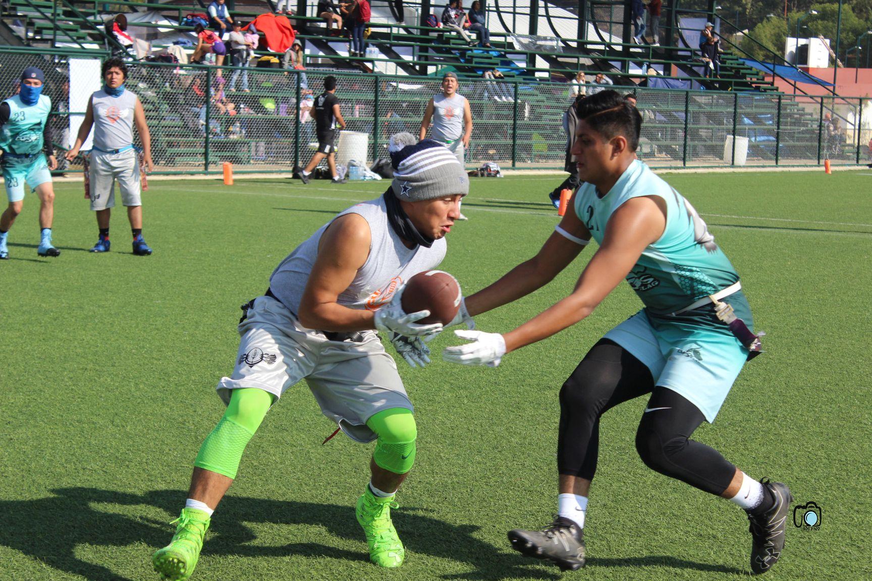 Aguila Reales & Lobos